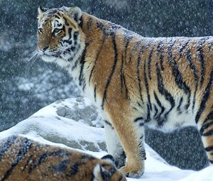 Preview wallpaper tiger, predator, snow, winter, stand