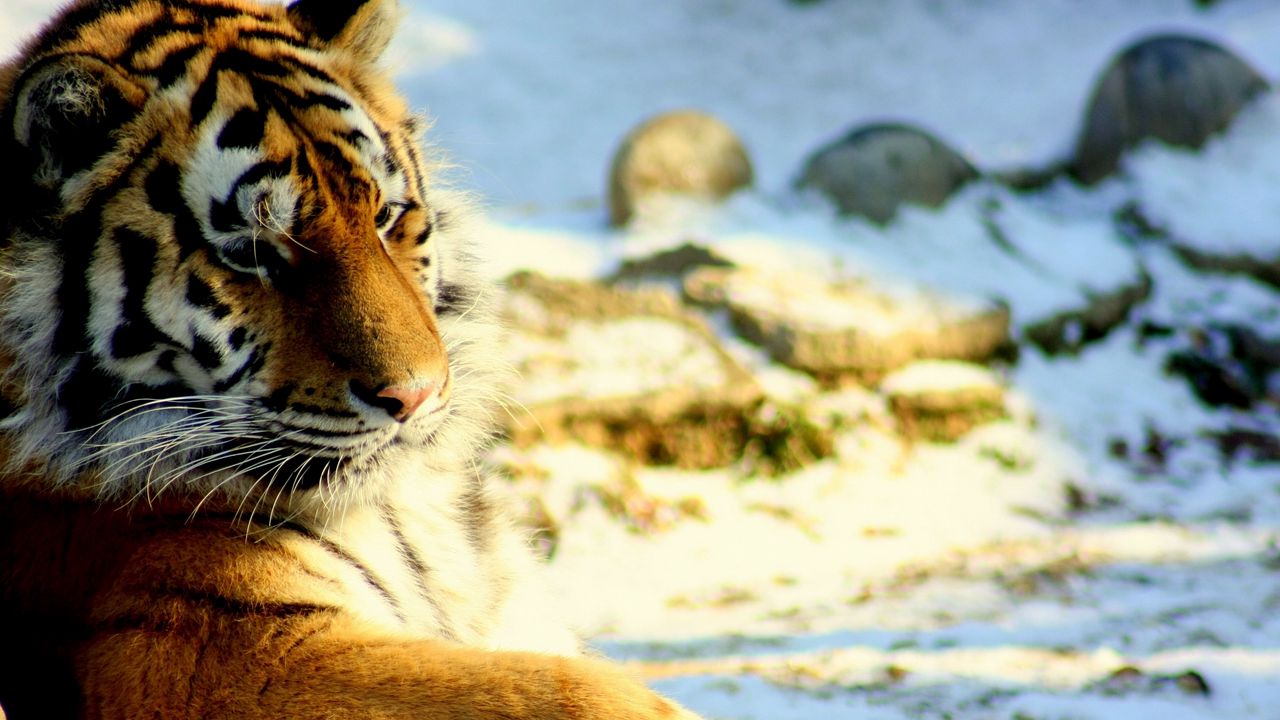 Wallpaper tiger, predator, snow, down, big cat