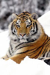 Preview wallpaper tiger, predator, snow, down, big cat