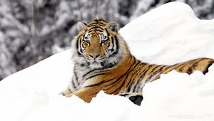 Preview wallpaper tiger, predator, snow, down, big cat