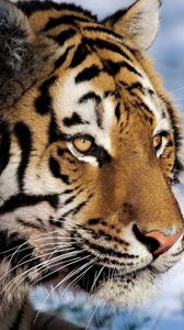 Preview wallpaper tiger, predator, snow, big cat, watch