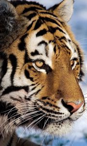 Preview wallpaper tiger, predator, snow, big cat, watch