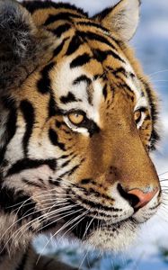 Preview wallpaper tiger, predator, snow, big cat, watch