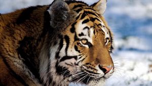 Preview wallpaper tiger, predator, snow, big cat, watch