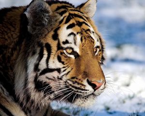 Preview wallpaper tiger, predator, snow, big cat, watch