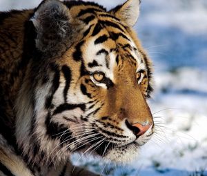 Preview wallpaper tiger, predator, snow, big cat, watch