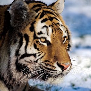 Preview wallpaper tiger, predator, snow, big cat, watch