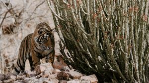 Preview wallpaper tiger, predator, stones, wildlife
