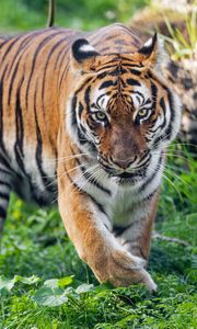 Preview wallpaper tiger, predator, striped, wild, big cat, grass