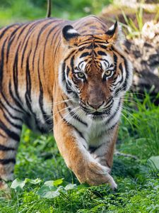 Preview wallpaper tiger, predator, striped, wild, big cat, grass