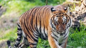 Preview wallpaper tiger, predator, striped, wild, big cat, grass