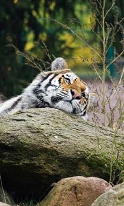 Preview wallpaper tiger, predator, striped, big cat, animal