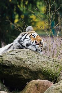 Preview wallpaper tiger, predator, striped, big cat, animal