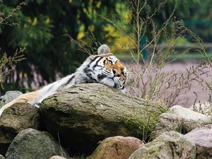Preview wallpaper tiger, predator, striped, big cat, animal