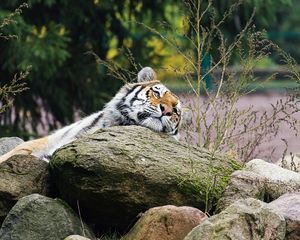 Preview wallpaper tiger, predator, striped, big cat, animal