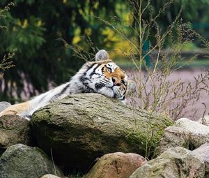 Preview wallpaper tiger, predator, striped, big cat, animal