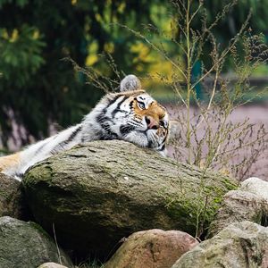 Preview wallpaper tiger, predator, striped, big cat, animal