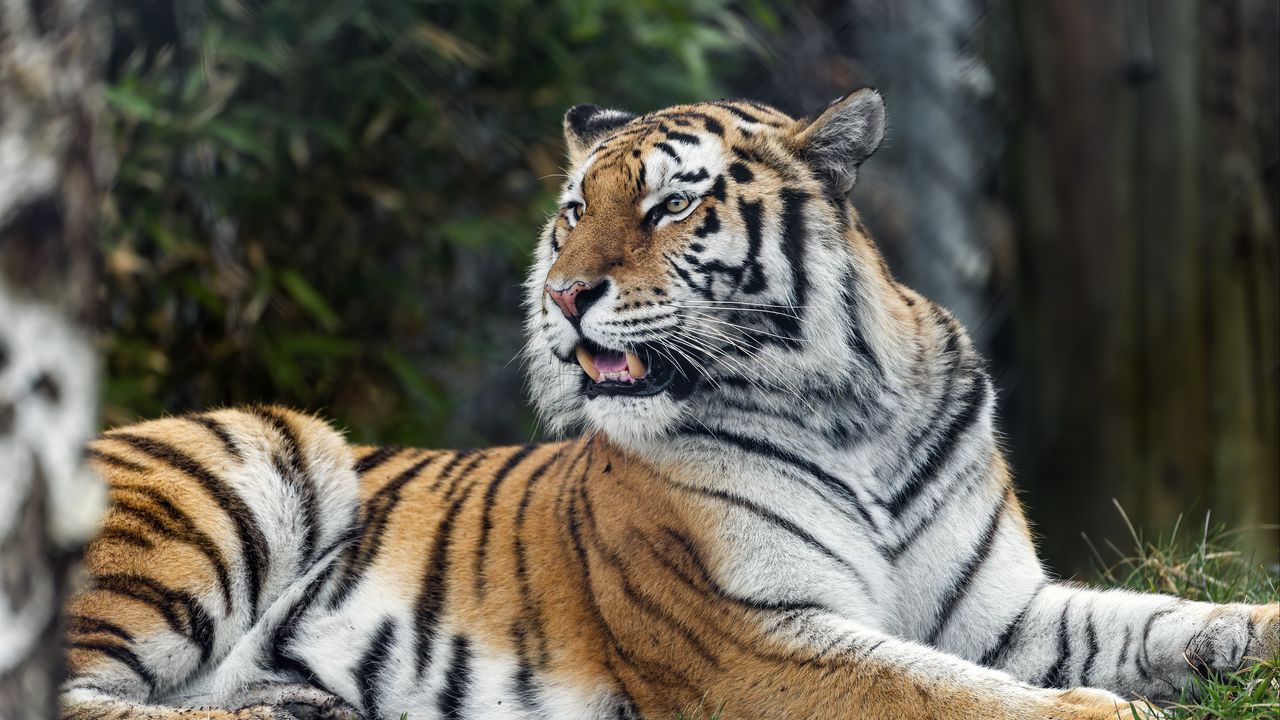 Wallpaper tiger, predator, striped, wild, big cat