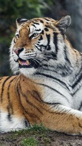 Preview wallpaper tiger, predator, striped, wild, big cat