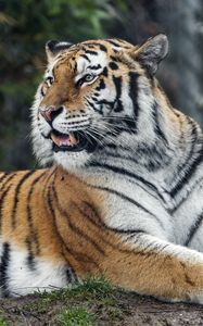 Preview wallpaper tiger, predator, striped, wild, big cat