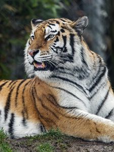Preview wallpaper tiger, predator, striped, wild, big cat