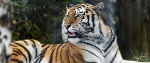 Preview wallpaper tiger, predator, striped, wild, big cat