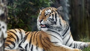 Preview wallpaper tiger, predator, striped, wild, big cat