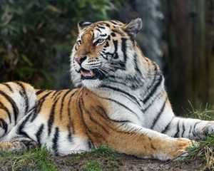 Preview wallpaper tiger, predator, striped, wild, big cat