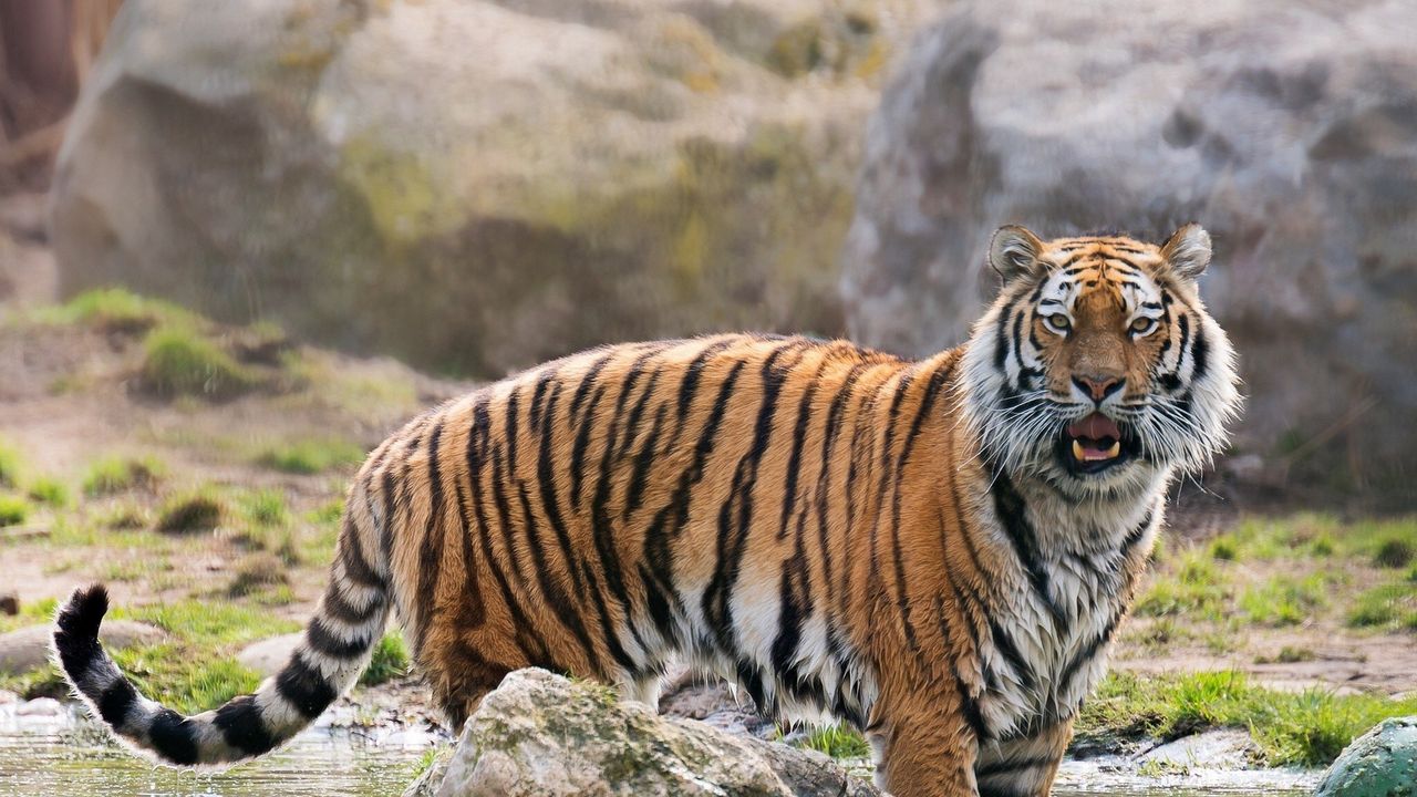 Wallpaper tiger, predator, surprise, big cat