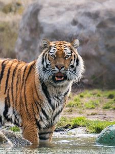 Preview wallpaper tiger, predator, surprise, big cat