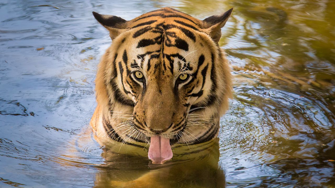 Wallpaper tiger, predator, tongue, water