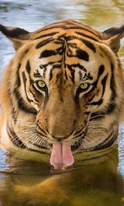 Preview wallpaper tiger, predator, tongue, water