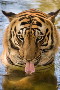 Preview wallpaper tiger, predator, tongue, water