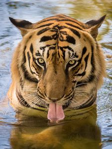 Preview wallpaper tiger, predator, tongue, water