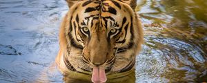 Preview wallpaper tiger, predator, tongue, water