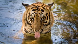 Preview wallpaper tiger, predator, tongue, water