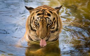 Preview wallpaper tiger, predator, tongue, water