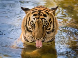 Preview wallpaper tiger, predator, tongue, water