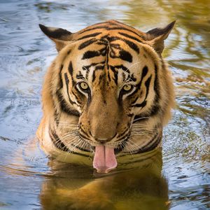 Preview wallpaper tiger, predator, tongue, water