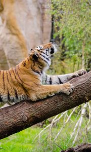 Preview wallpaper tiger, predator, tree, stretch
