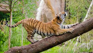 Preview wallpaper tiger, predator, tree, stretch