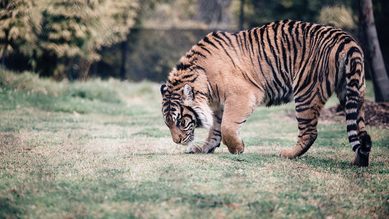 Wallpaper tiger, predator, walk, grass