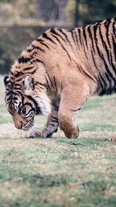 Preview wallpaper tiger, predator, walk, grass
