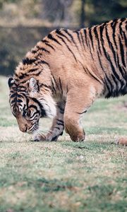 Preview wallpaper tiger, predator, walk, grass