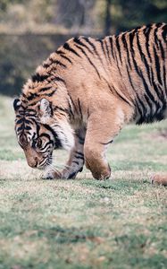 Preview wallpaper tiger, predator, walk, grass