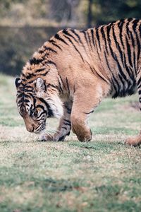 Preview wallpaper tiger, predator, walk, grass