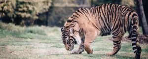 Preview wallpaper tiger, predator, walk, grass