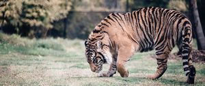 Preview wallpaper tiger, predator, walk, grass