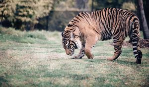 Preview wallpaper tiger, predator, walk, grass