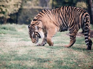 Preview wallpaper tiger, predator, walk, grass